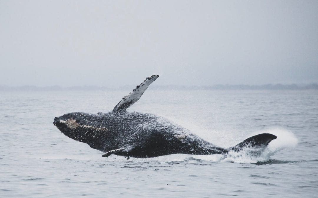 Whale Watching in Cape May